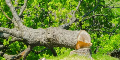 abattage d'arbre à Montpellier