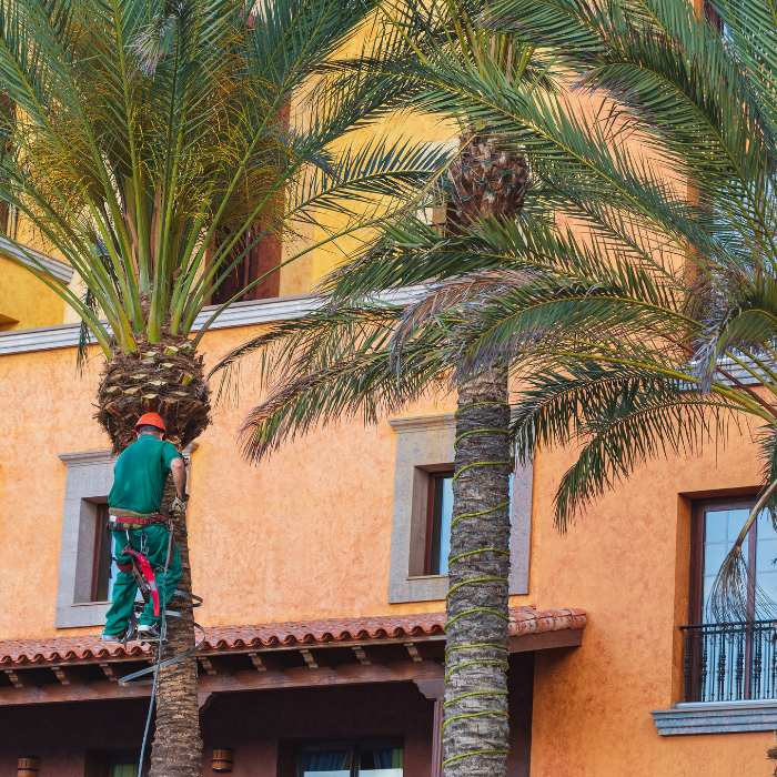 coupe des branchages palmier
