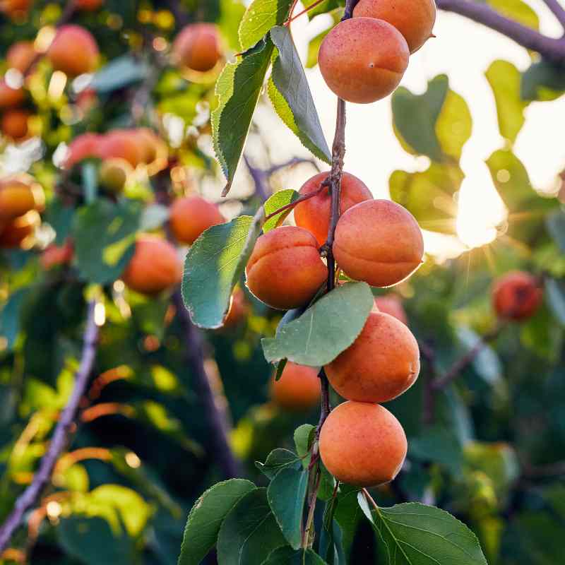 soin et entretien arbre abricotier