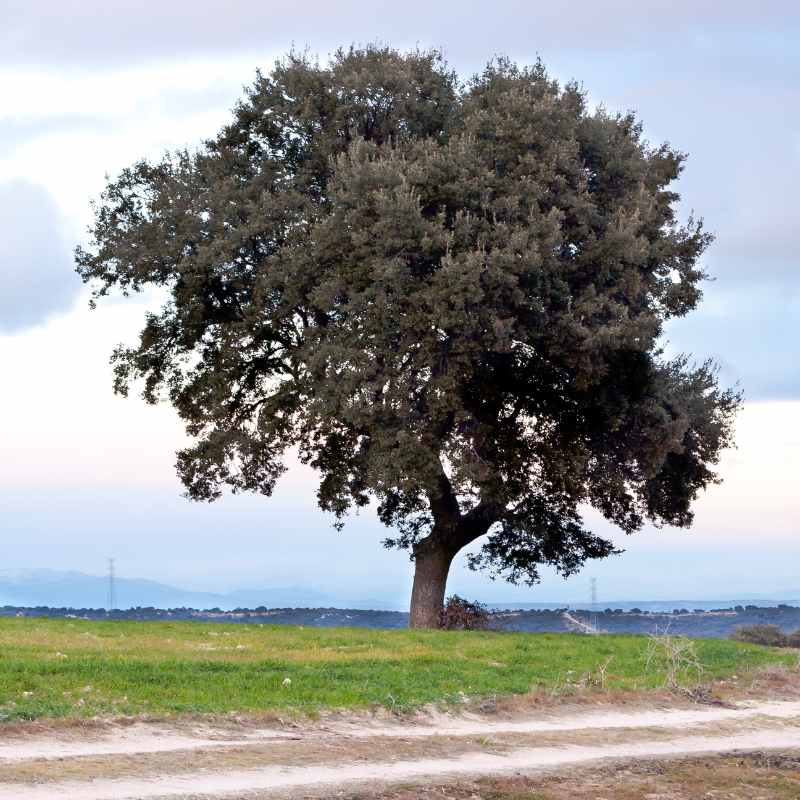 Élagage d'un Chêne Vert à Montpellier