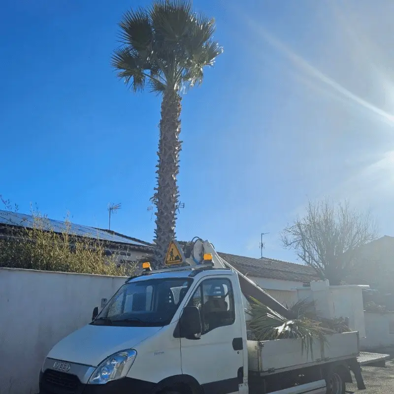 élagage de palmier à Nîmes dans le Gard