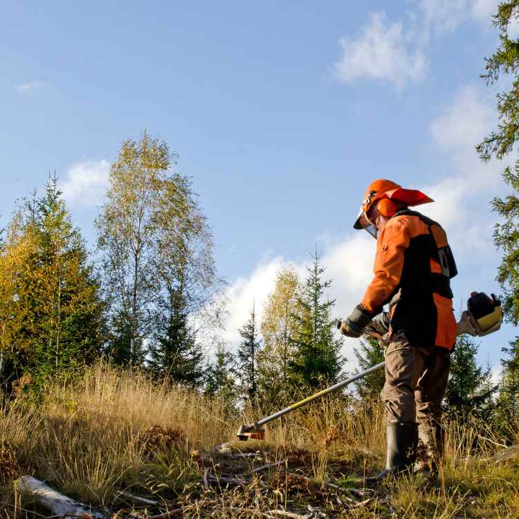 Debroussaillage forestier professionnel