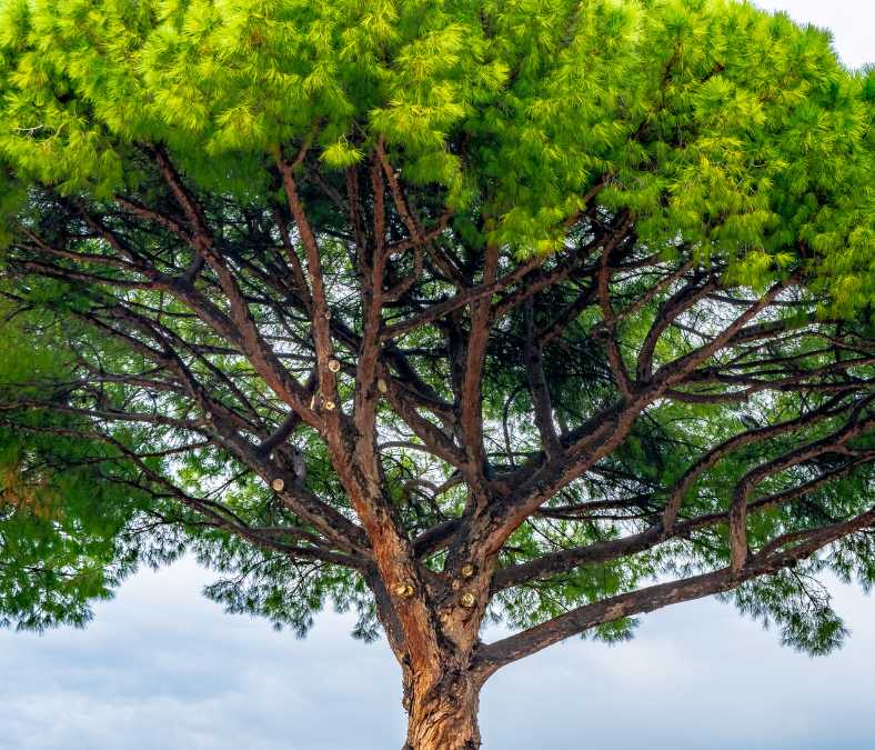 taille de pin parasol dans l'hérault