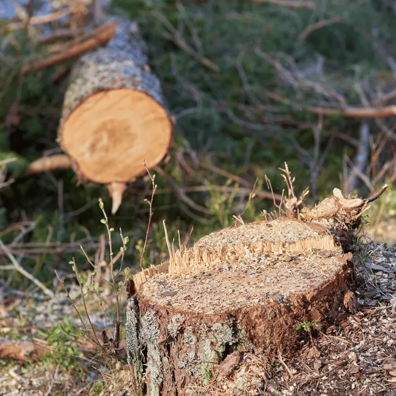 abattage d'arbre et essouchement