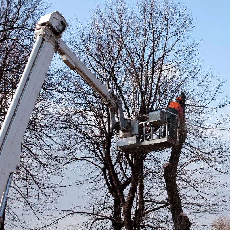 élagage d'un arbre de grande hauteur dans une rue de Montpellier avec une nacelle