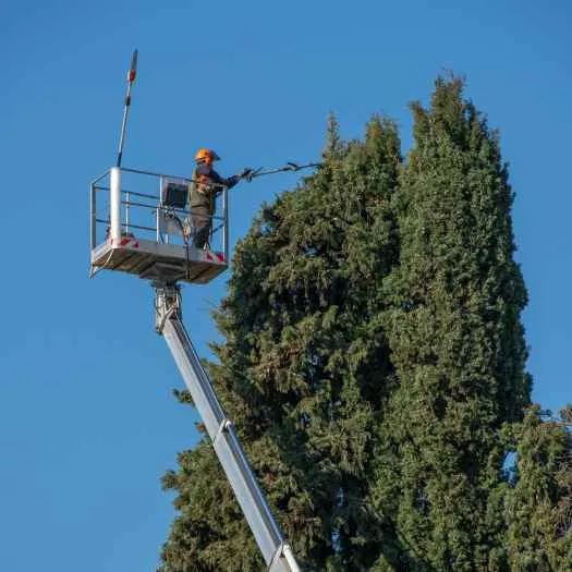 elagage d'un arbre dangereux à Baillargues en hauteur