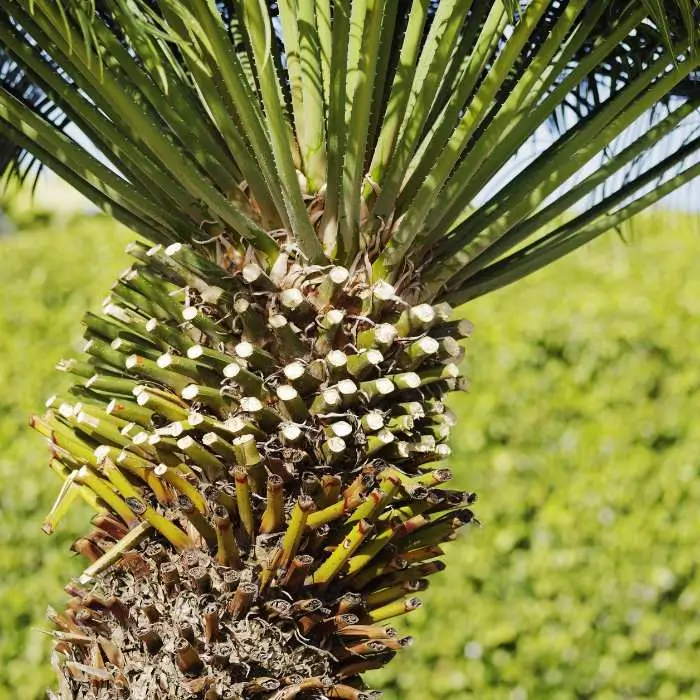 Taille de tronc sur des palmiers