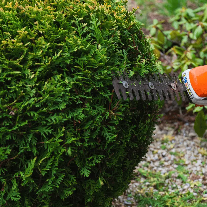 taille de buisson et haie