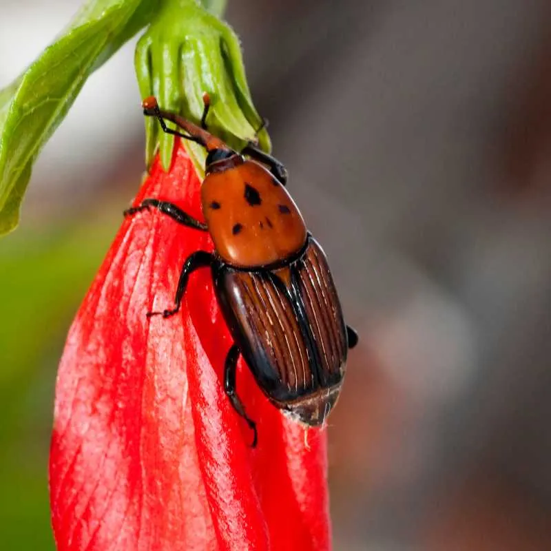 charancons infectant une plante à montpellier