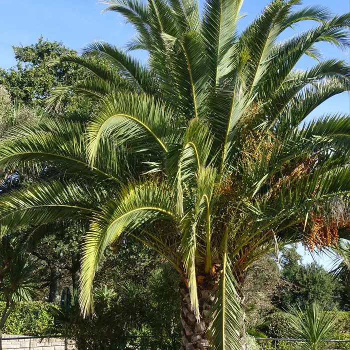 élagage de palmier à Gigean